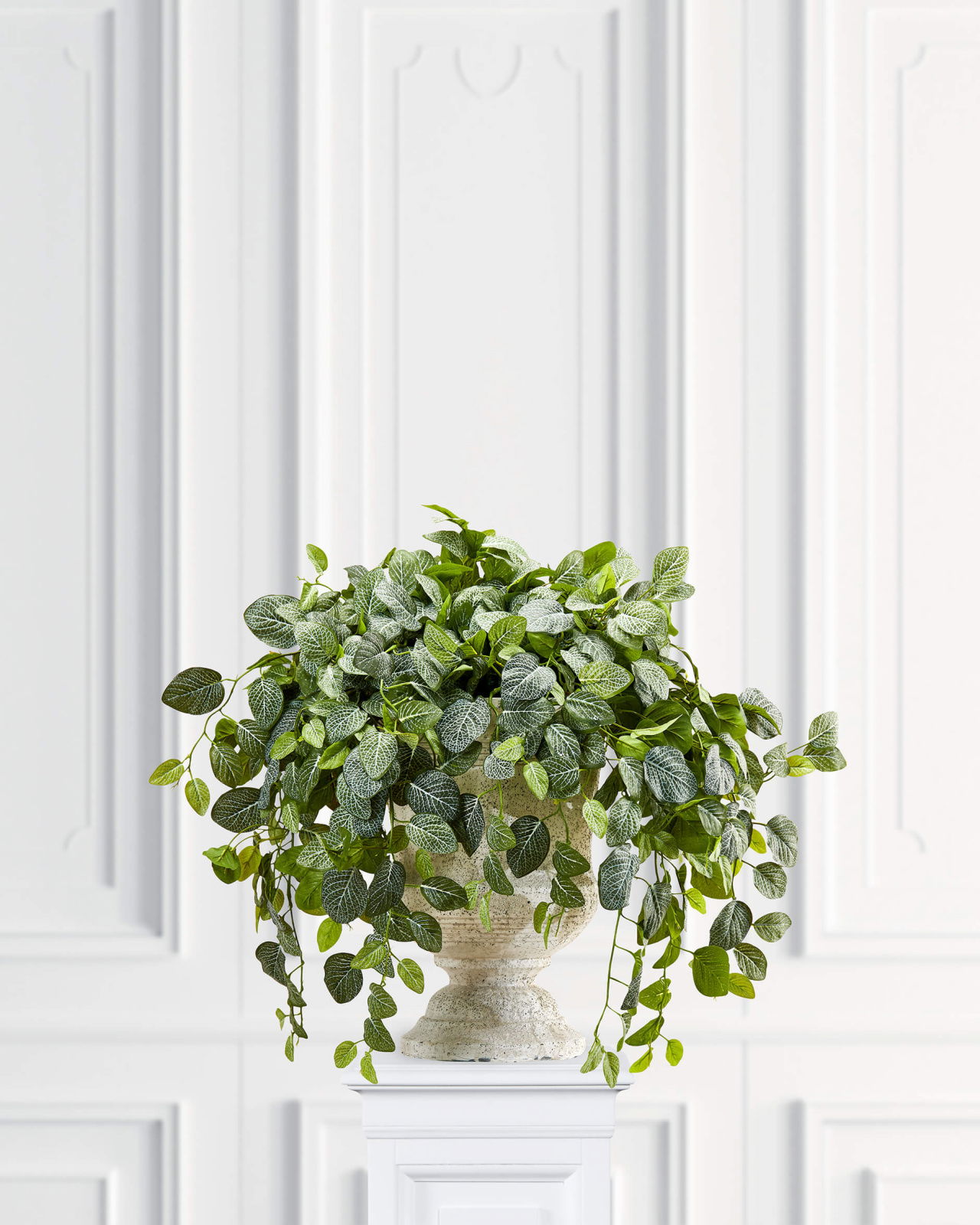 Fittonia Pot Plant Green