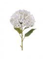 Hydrangea Cut Flower White