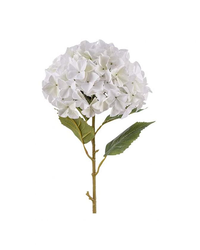 Image of White Newport hydrangea flower