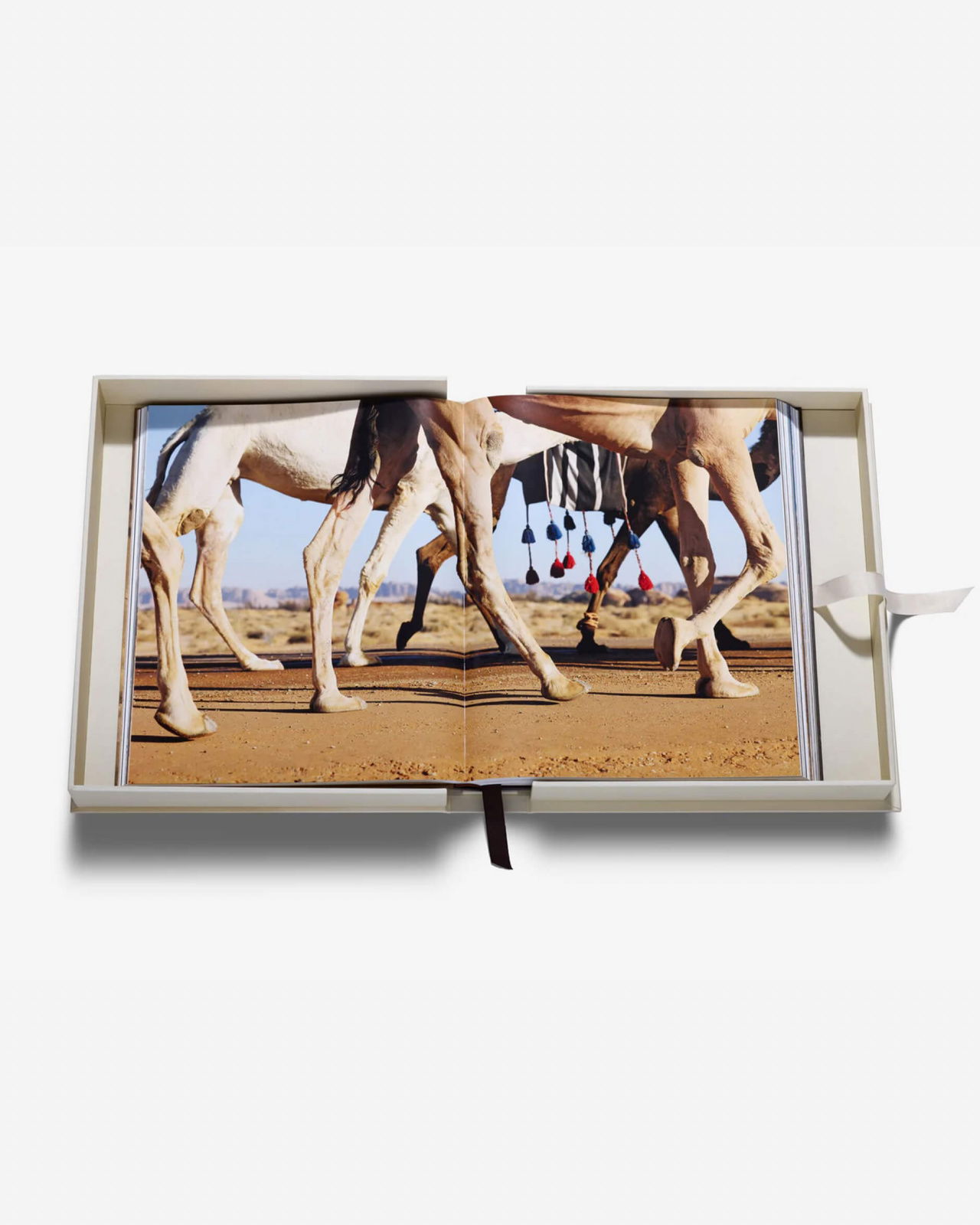 Grace in The Desert: The Beauty of Saudi Arabia's Camels