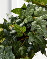 Ivy Potted Plant Green