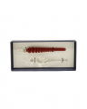 Calligraphy Pen Red