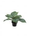 Funkia Pot Plant Green