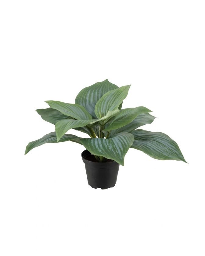 Funkia Pot Plant Green