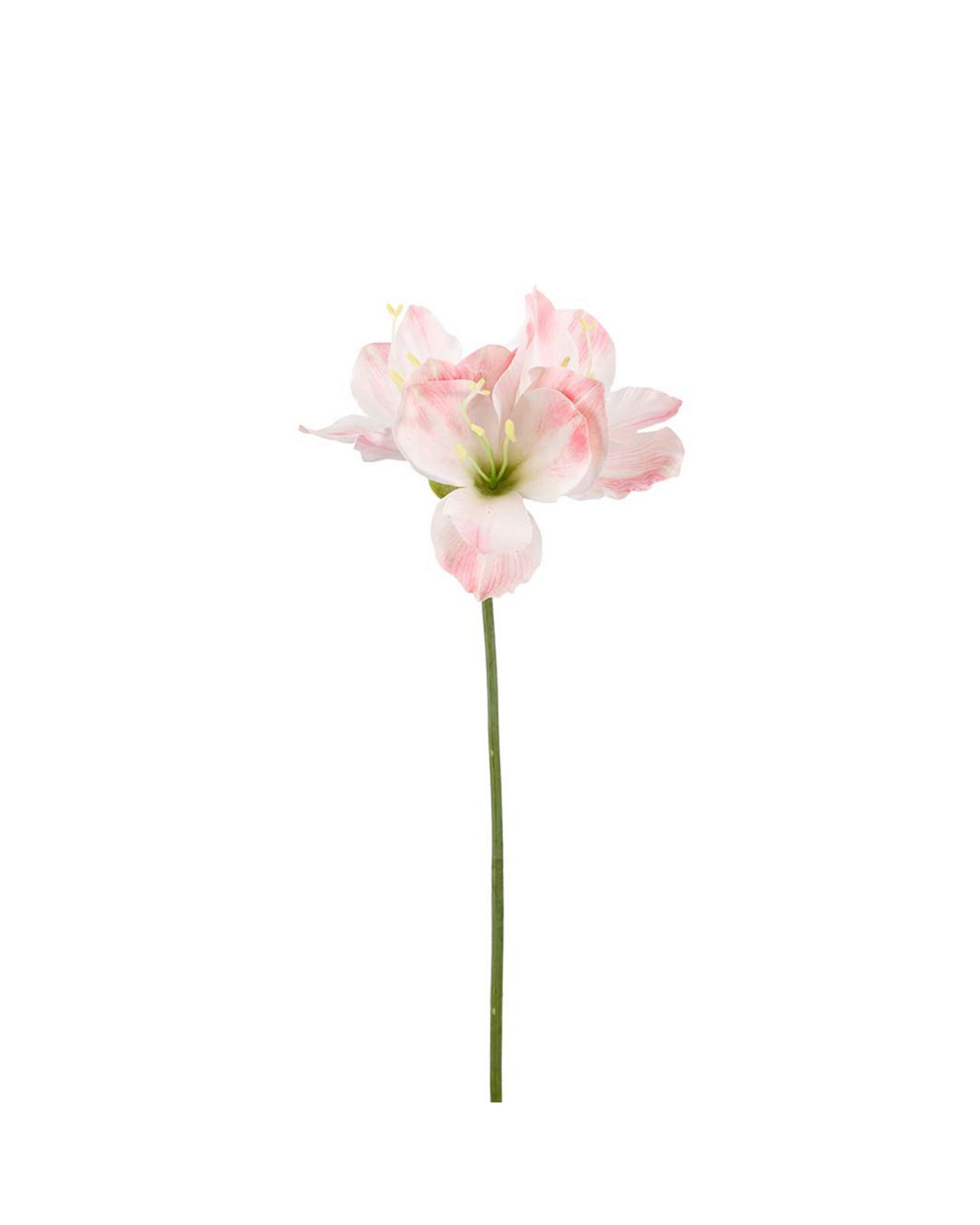 Amaryllis cut flower pink