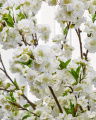 Cherry Blossom Branch White