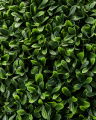 Boxwood Potted Plant