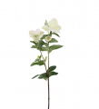 Christmas Rose Cut Flower White