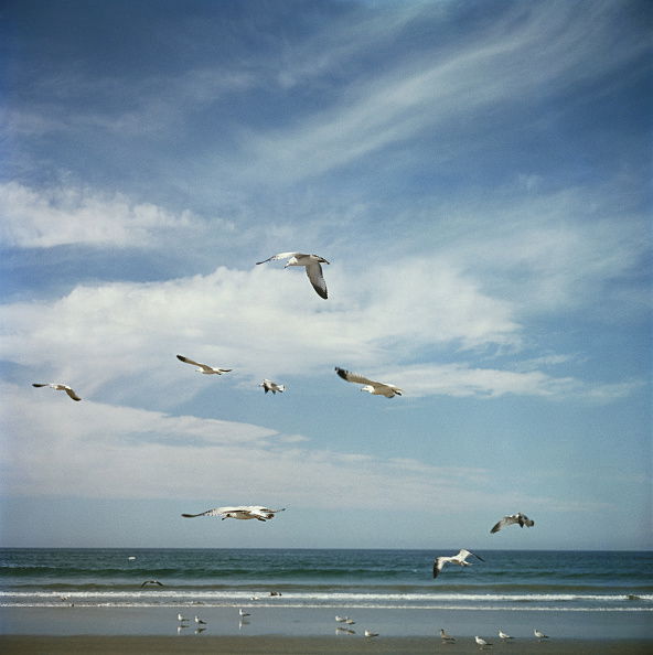 San Diego Gulls