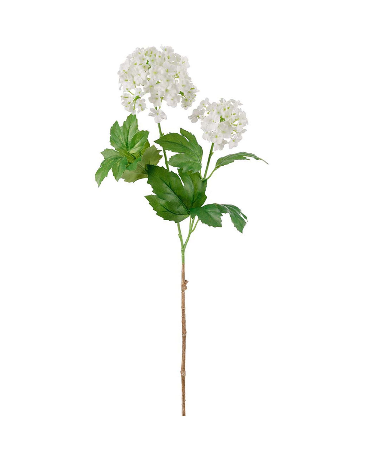 Viburnum Cut Flower White
