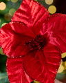 Josephine Flower Christmas Decoration Red