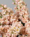 Delphinium snittblomma rosa