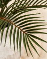 Cycas Potted Plant