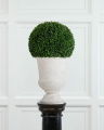 Boxwood Potted Plant Green