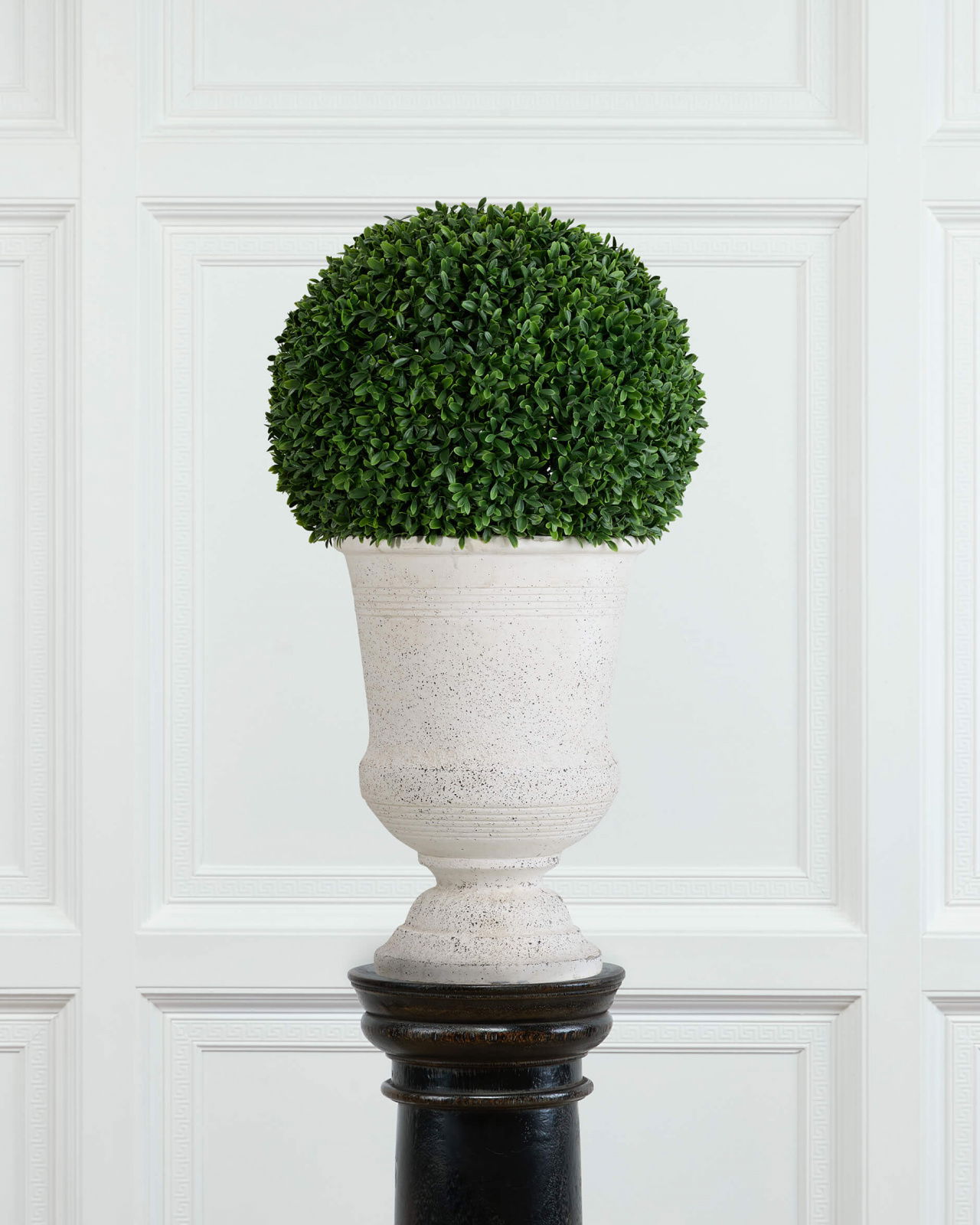 Boxwood potted plant