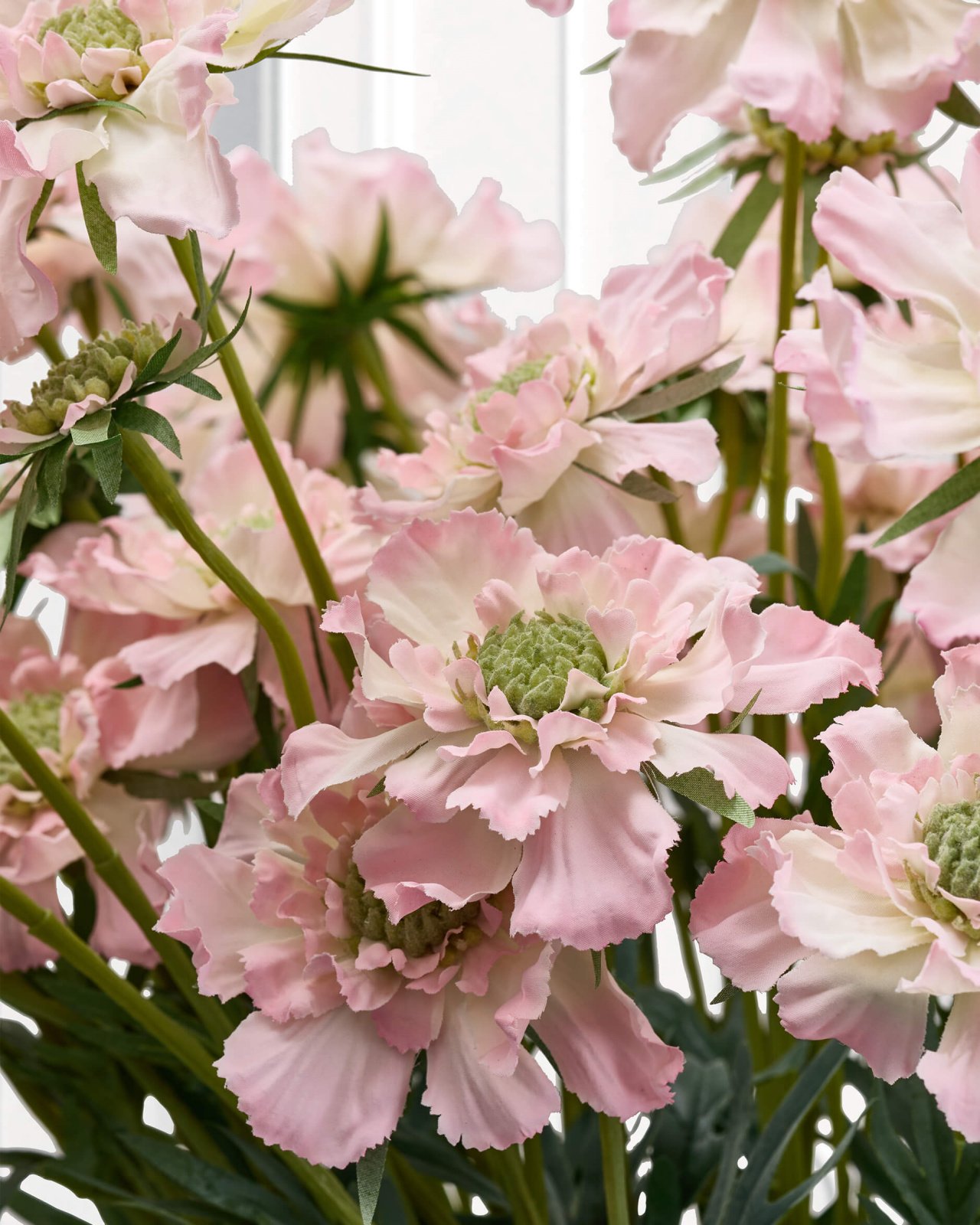 Scabiosa – afskåret blomst i rosa/grøn