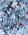 Hortensia snittblomma blå