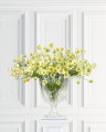Cosmos Cut Flower Yellow