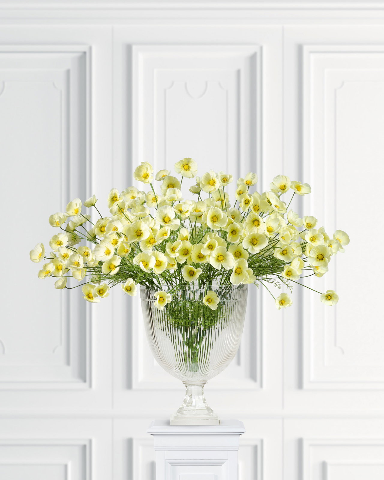 Cosmos Cut Flower Yellow