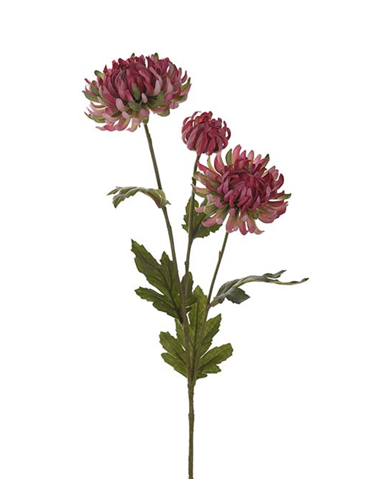 Pink cut chrysanthemum