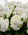 Rose Cut Flower White