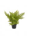 Fern Potted Plant green
