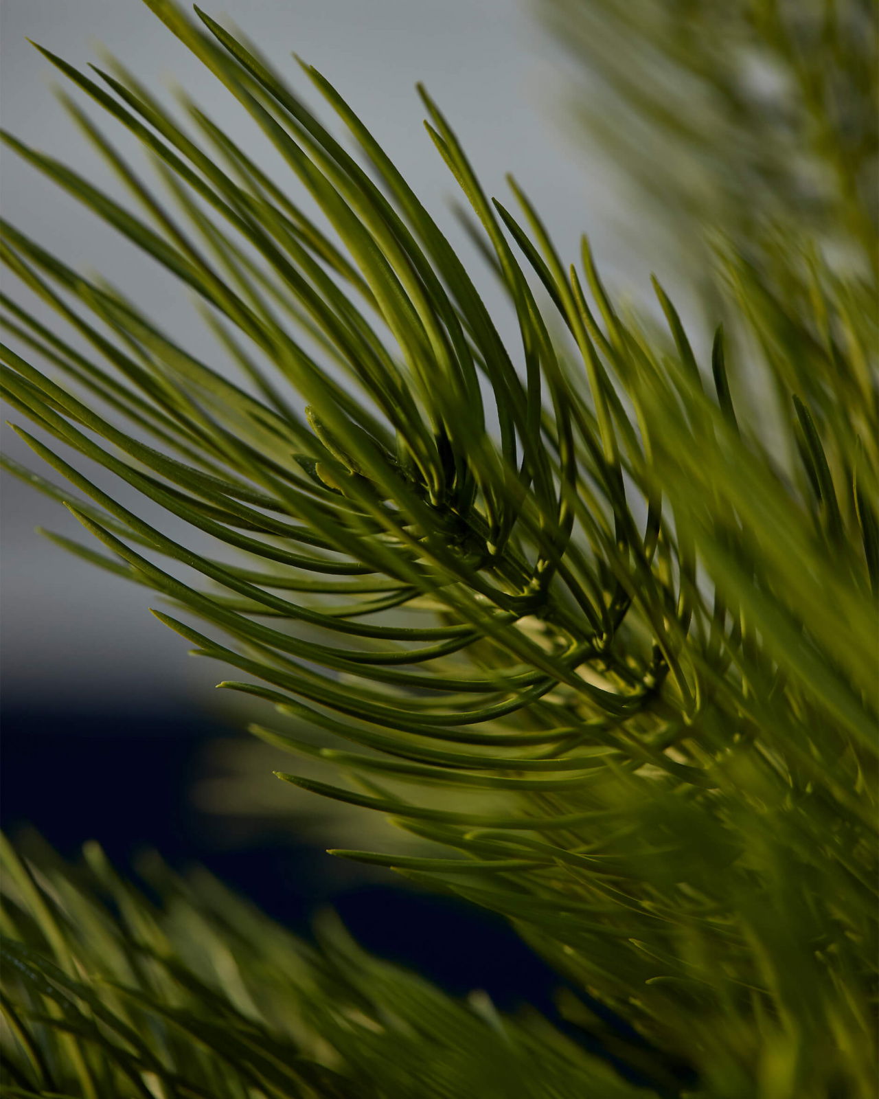 Forrest tallkvist grön