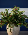 Holly Christmas Sprig