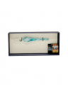 Calligraphy Set Cyan