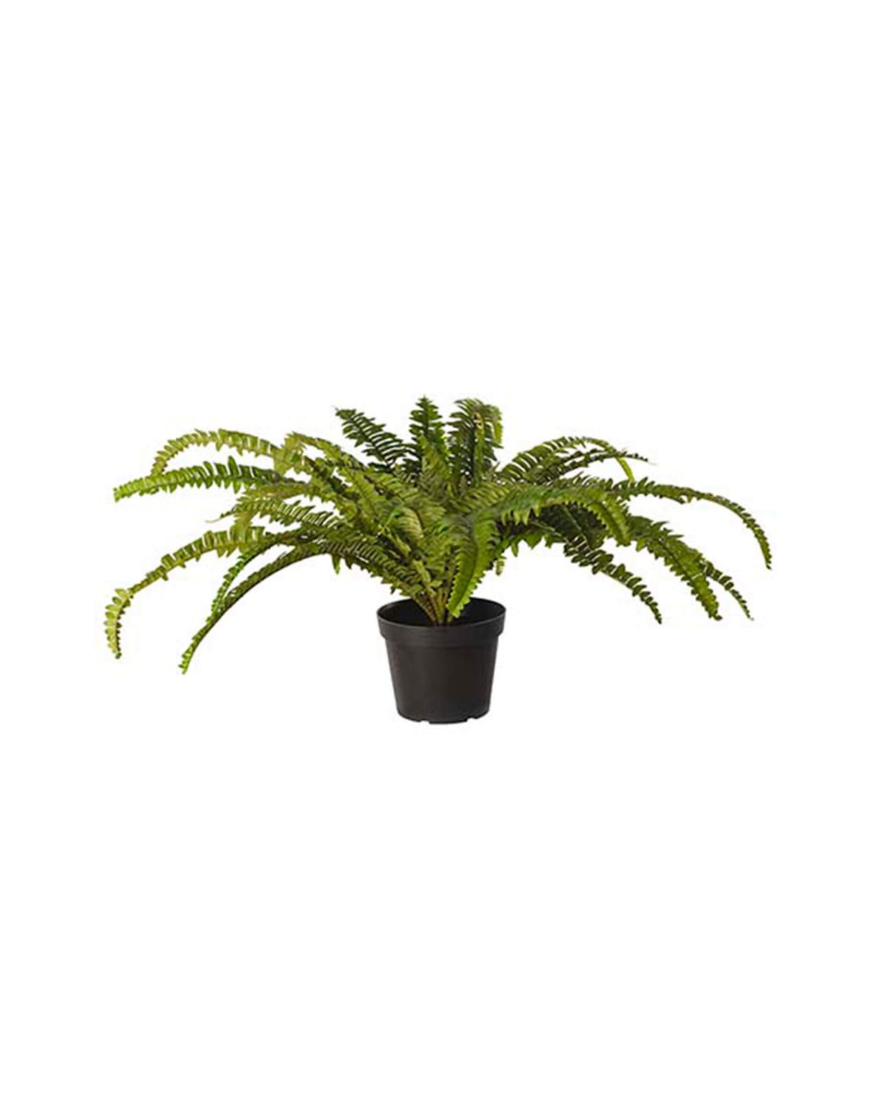 Ormbunke krukväxt grön OUTLET