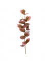 Eucalyptus Cut Flower Burgundy OUTLET