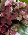 Hortensia snittblomst lilla/grønn