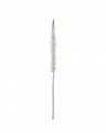 Eremurus Cut Flower White