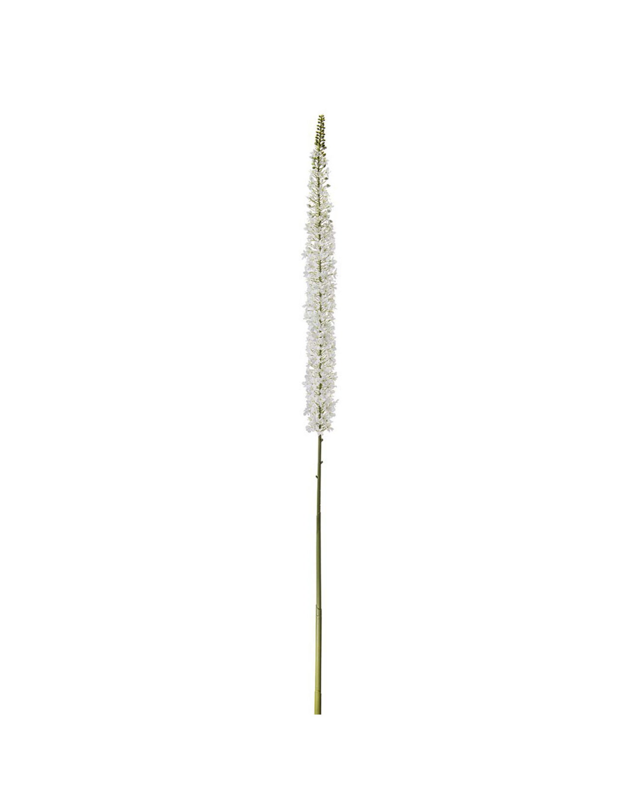 Eremurus Cut Flower White