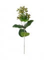 Hypericum Cut Flower Green