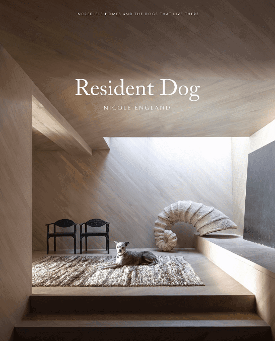 Resident Dog