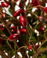 Rosehip Cut Flower Red