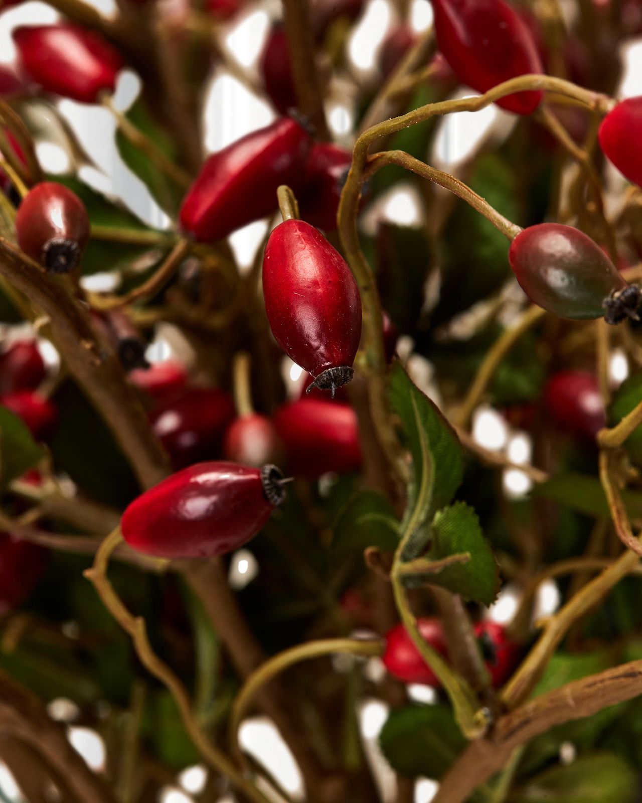 Rosehip Cut Flower Red