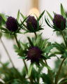 Thistle Cut Flower Blue