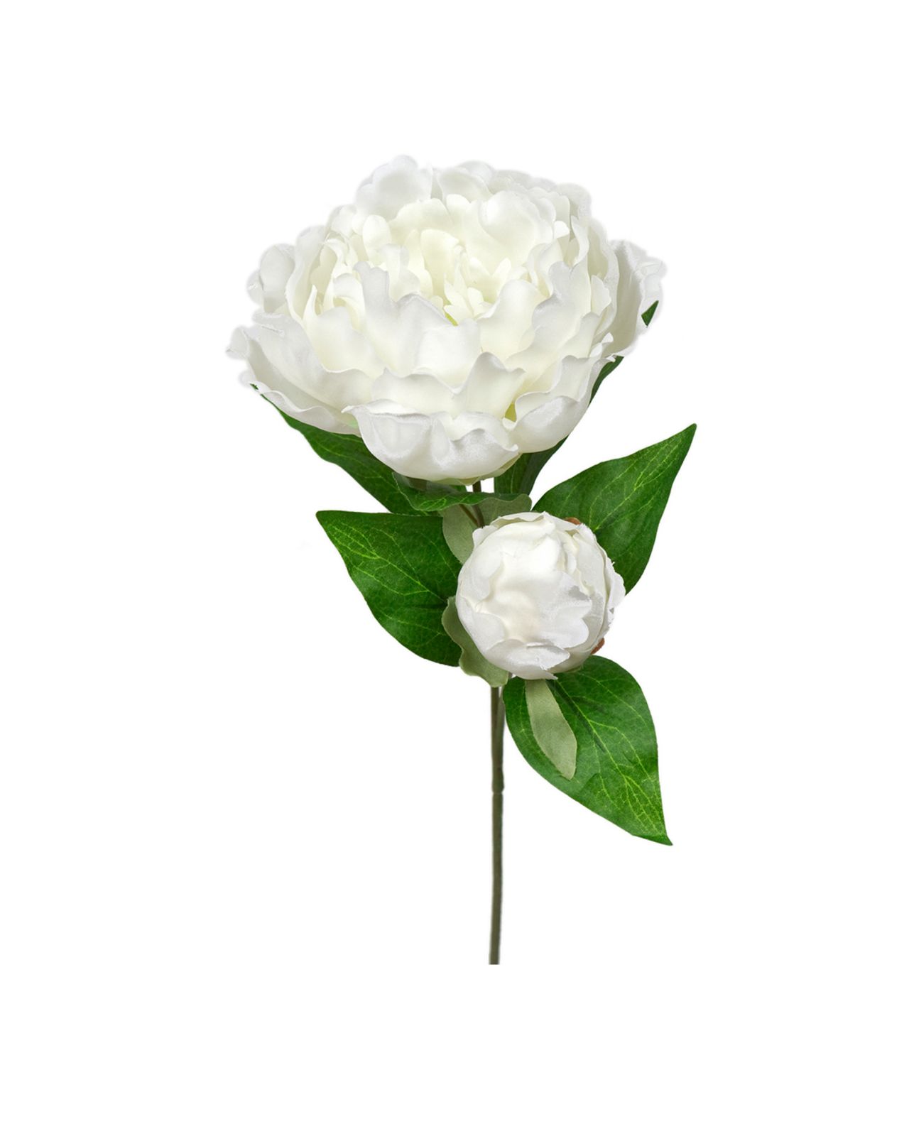 Pion snittblomma vit