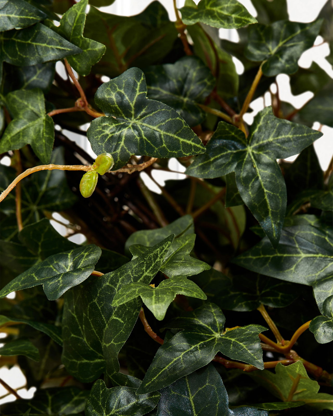 Murgröna krukväxt grön