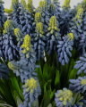 Grape Hyacinth Cut Flower Blue