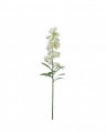 Frittilaria snittblomst hvit