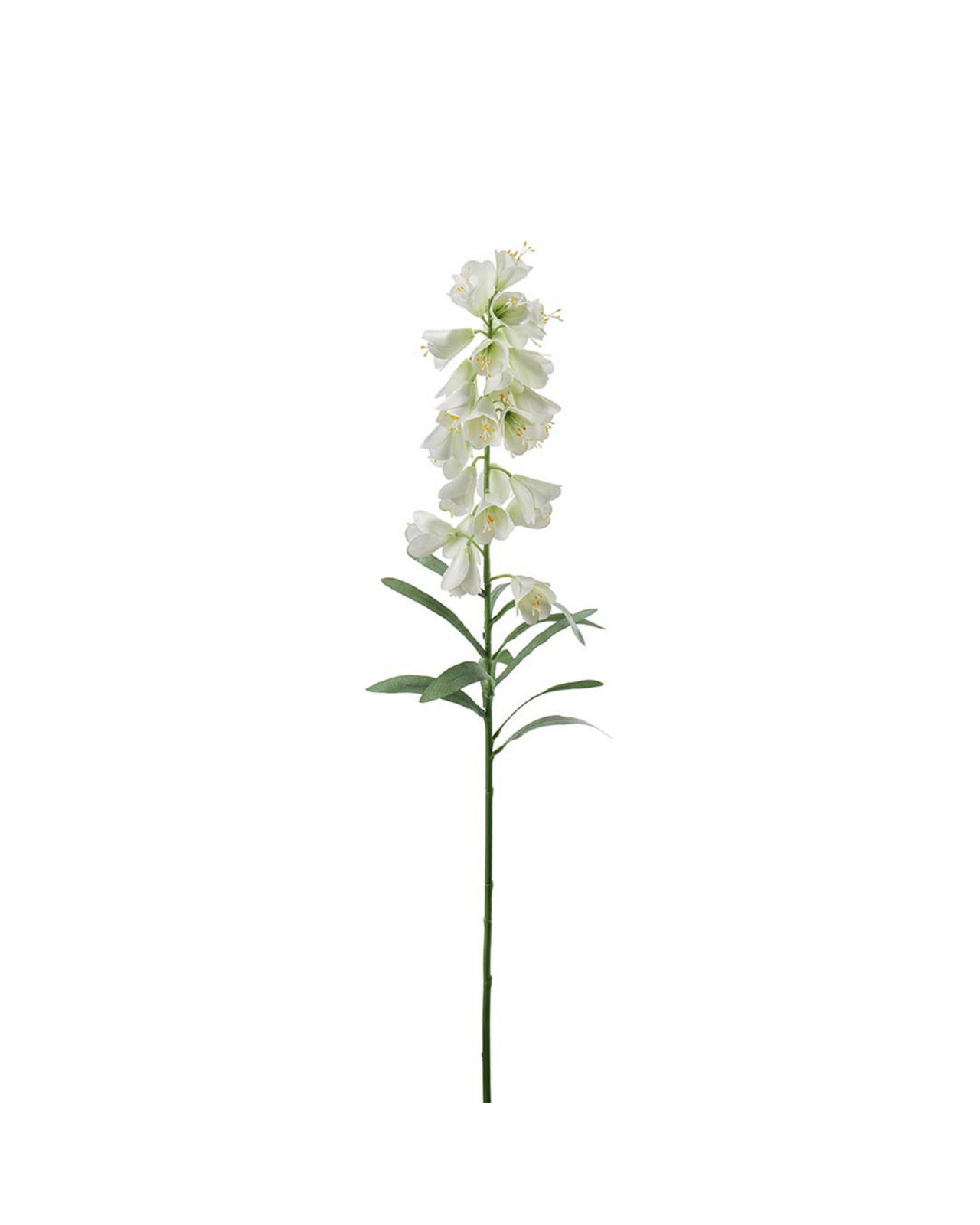 Frittilaria snittblomst hvit
