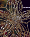 Christina tree-top star, champagne