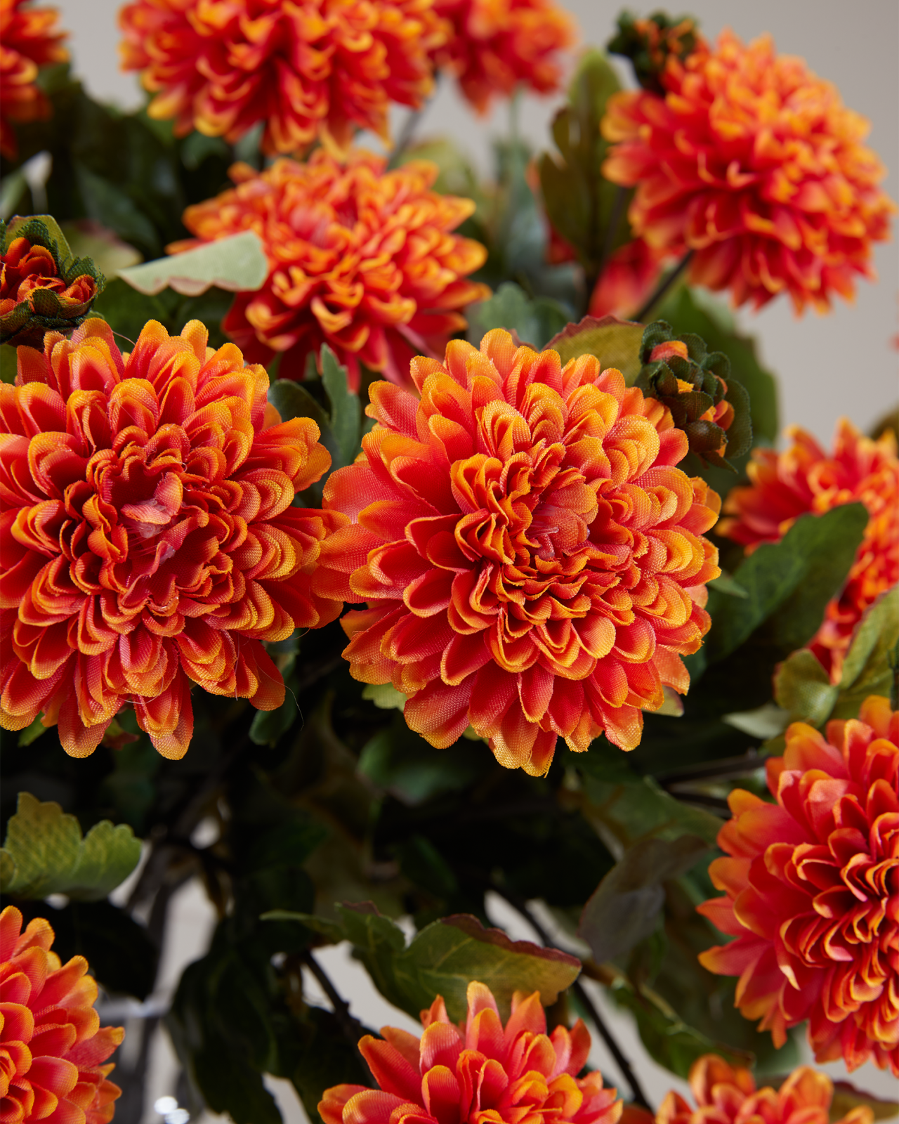 Krysantemum snitblomst orange