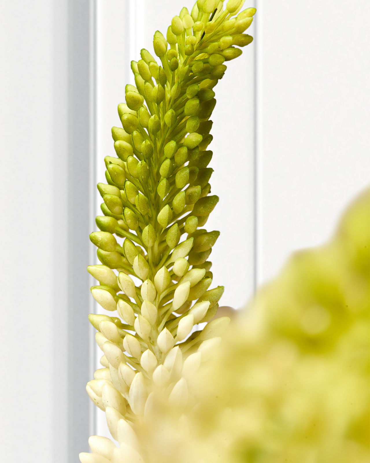 Stäpplilja krukväxt vit