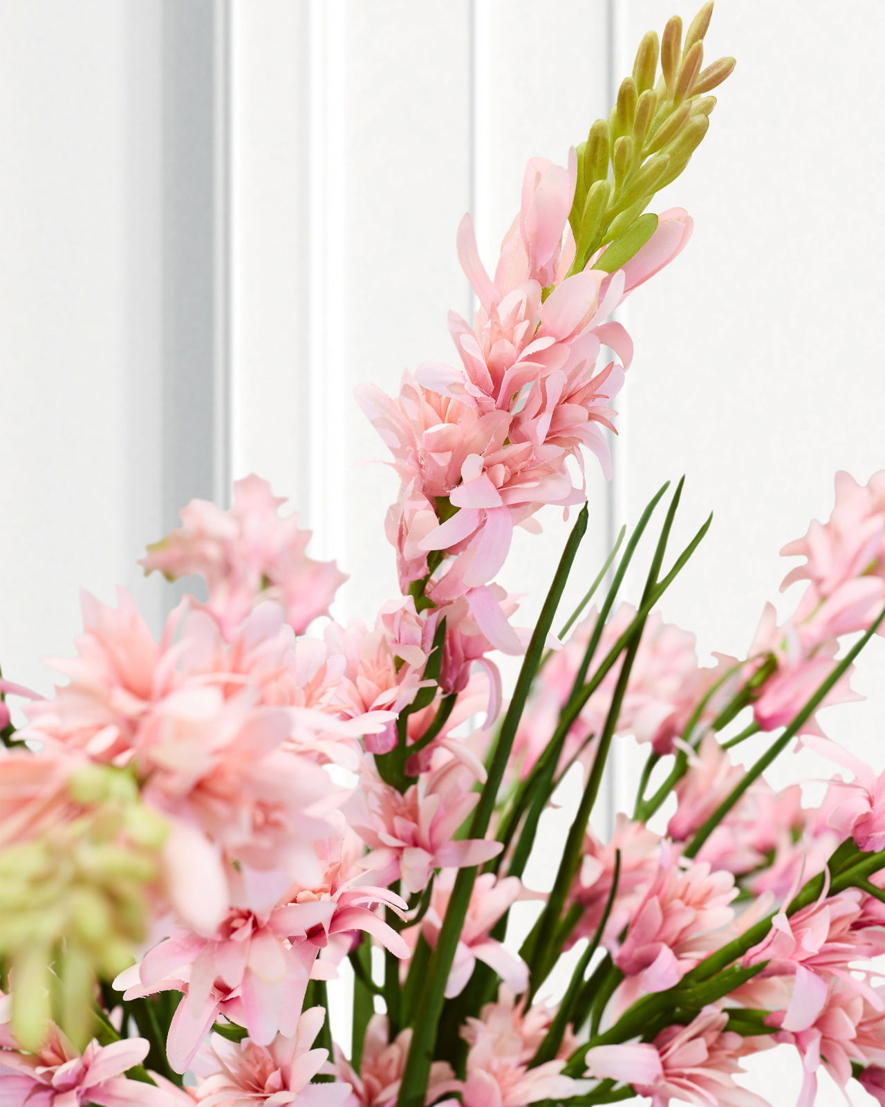 Tuberose Cut Flower Pink