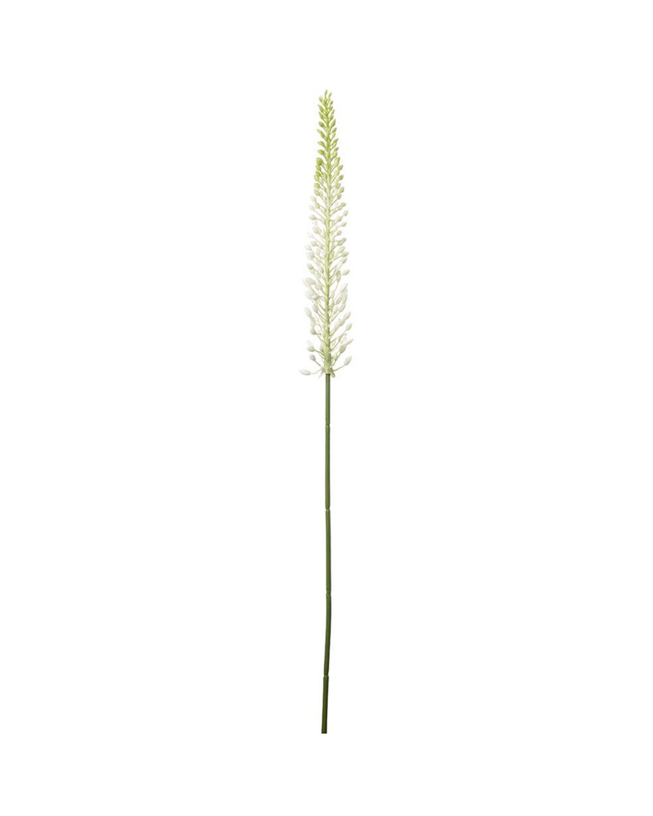 Eremurus snijbloem wit