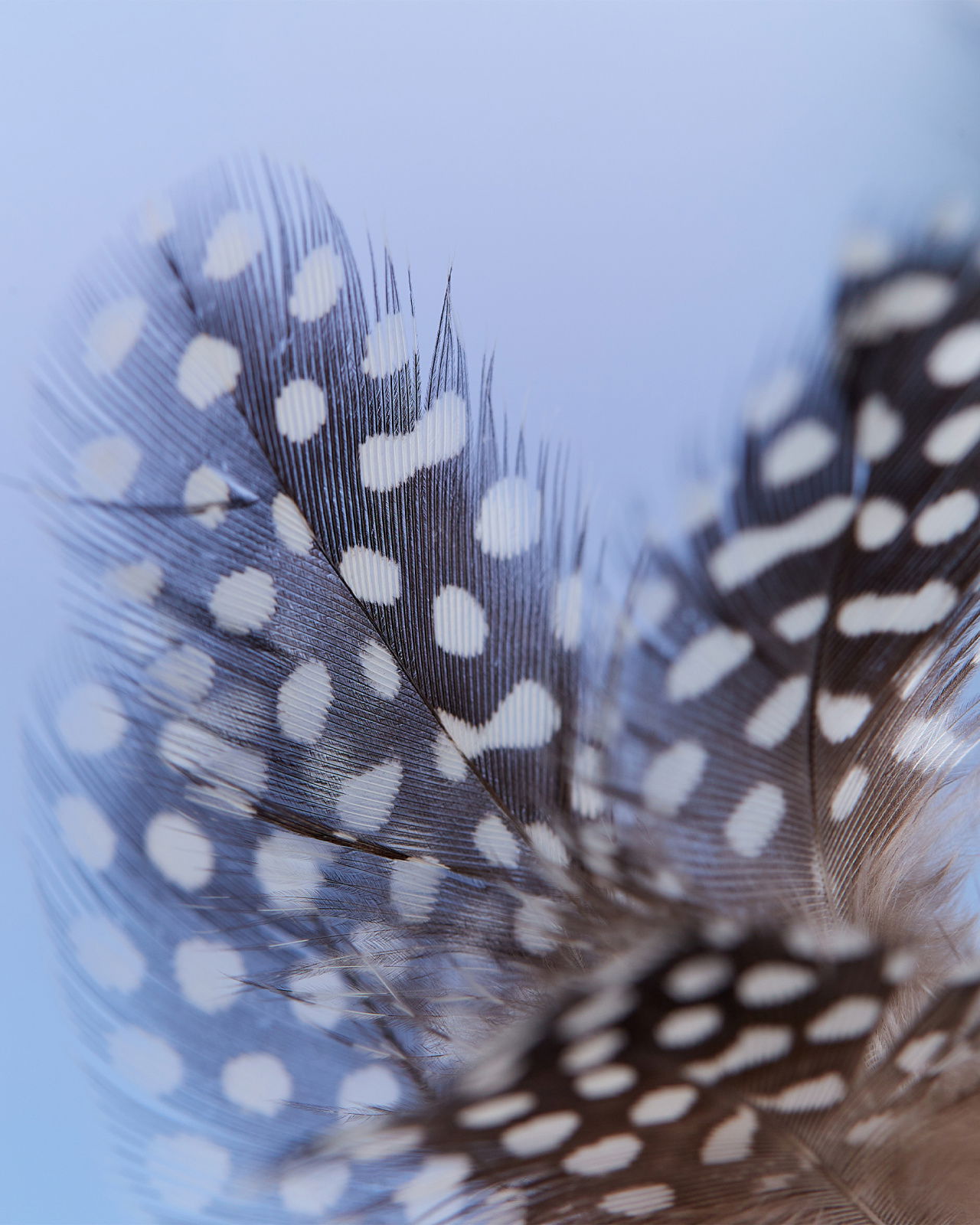 Pärlhöna påskfjädrar